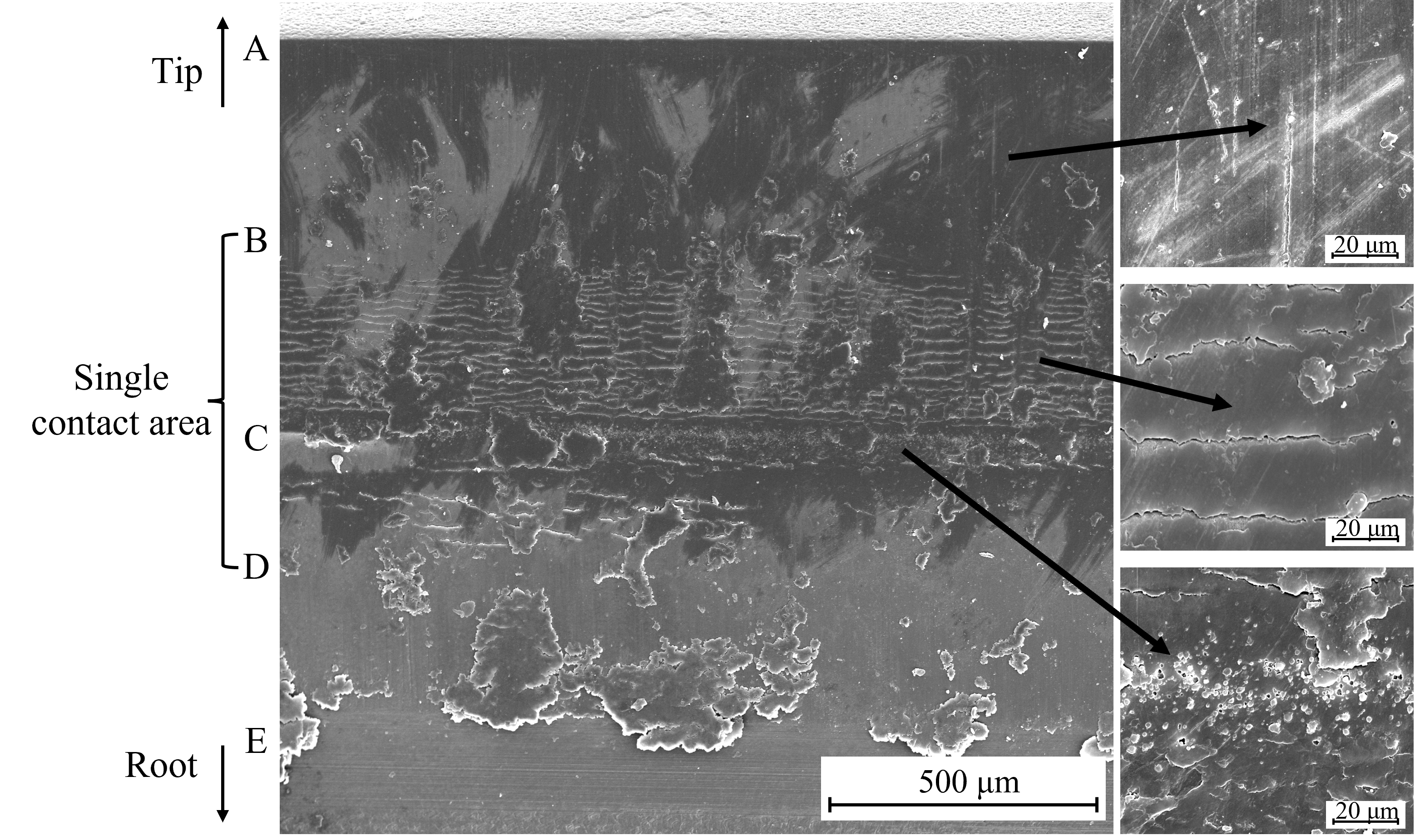 Microscopic image of a gear flank cross-section showing wear layers from tip to root with magnified areas.
